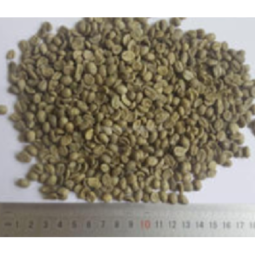 natural Arabica Fresh Green Coffee